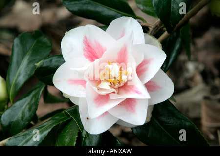 Camellia japonica Lady Vansittart Foto Stock