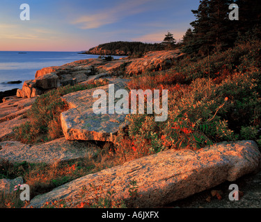 Parco Nazionale di Acadia ME. La luce del mattino sui massi di granito e bacche di boccole sulla lontra scogliere vicino a Newport Bay Foto Stock