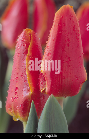 Tulipa 'canzone d'amore" (Tulip) DIVISIONE 12 Dodici Kaufmanniana gruppo. Close up di giallo orlato di rosso tulipani. Foto Stock