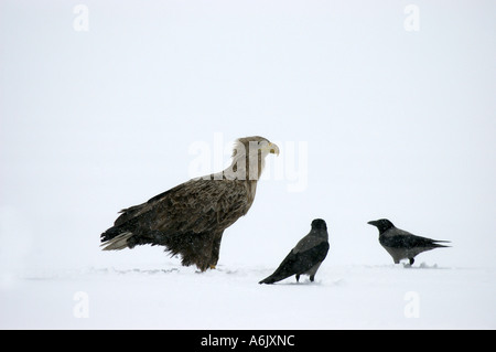 White-tailed sea eagle (Haliaeetus albicilla) e Jung eagle e la cornacchia mantellata sul lago ghiacciato, Germania, Brandeburgo, Joachimsthal Foto Stock