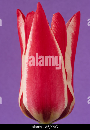 Tulipa "Pinocchio" (Tulip) DIVISIONE 14 quattordici Greigii gruppo. Close up di bianco orlato di rosso tulipano. Foto Stock