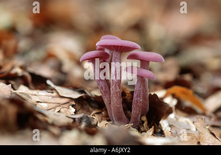 Amethyst deceiver (Laccaria amethystea, Laccaria amethystina), piccolo gruppo di corpi di frutta in faggio fogliame Foto Stock