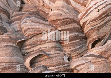 Hornet, marrone hornet, Europeo hornet (Vespa crabro), close-up della struttura della superficie nido Foto Stock