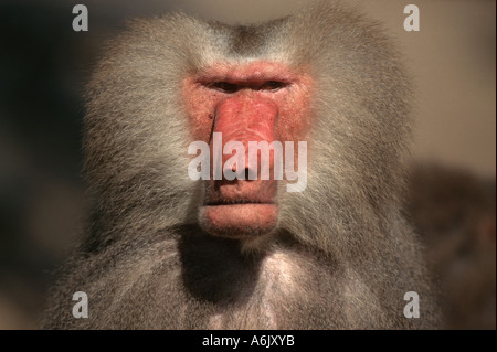 Hamadryas babbuino, sacro babbuino (Papio hamadryas), il ritratto di un vecchio maschio Foto Stock