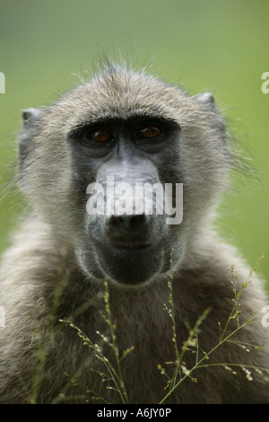 Chacma Baboon ritratto - Papio ursinus Foto Stock