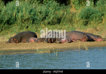 Ippopotamo o Ippona (Hippopotamus amphibius), una mandria di dormire su un banco di sabbia, Mpumalanga Foto Stock