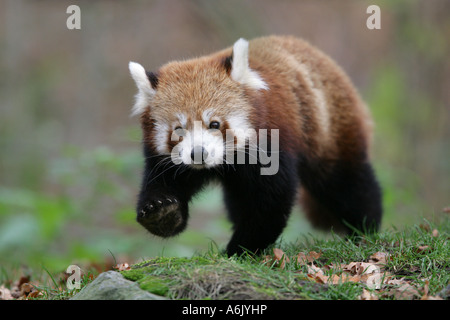 Panda rosso - Ailurus fulgens Foto Stock