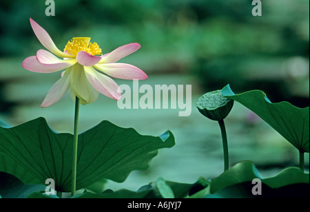East Indian lotus (Nelumbo nucifera), sbocciano i fiori e frutta Foto Stock