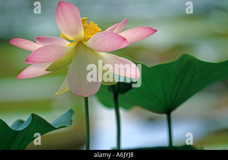 East Indian lotus (Nelumbo nucifera), un fiore e una foglia di flottante Foto Stock