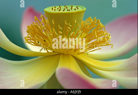 East Indian lotus (Nelumbo nucifera), il dettaglio di un fiore Foto Stock