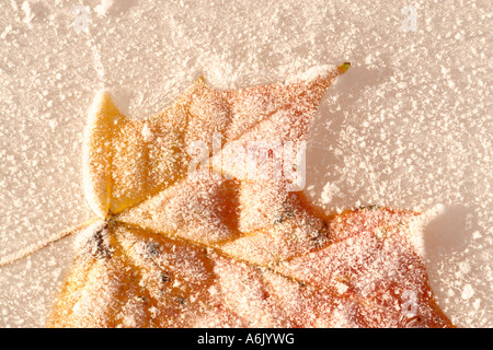 Iced di rosso e di giallo sycamore Acer psuedoplatanus foglia sul ghiaccio smerigliato in bassa luce solare angolato illustrante la texture di ghiaccio e foglie Foto Stock