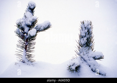 Giovani alberelli di pino inserimenti fuori sulla neve nel Parco Nazionale di Yellowstone in inverno Foto Stock