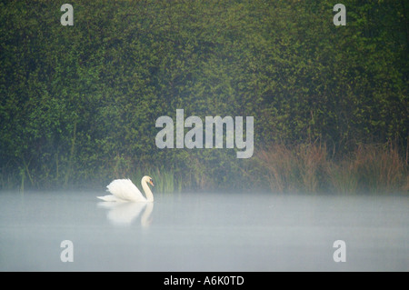 Cigno (Cygnus olor), cigno nuotare nella nebbia mattutina, in Germania, in Renania settentrionale-Vestfalia Foto Stock