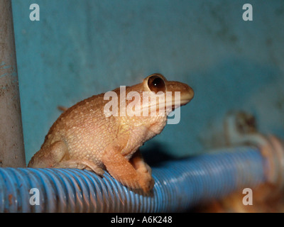 Treefrog cubano (osteopilus septentrionalis) seduto su un tubo flessibile scattata di notte in Western Florida Foto Stock