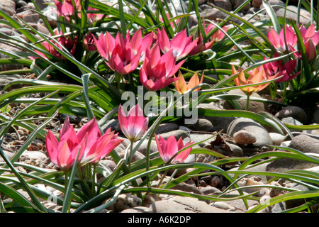 Tulipa humilis piccola bellezza (rosa)con pochi T piccola principessa Foto Stock