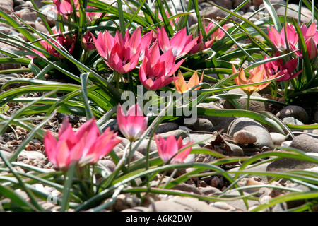 Tulipa humilis piccola bellezza (rosa)con pochi T piccola principessa Foto Stock