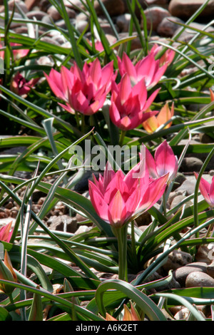 Tulipa humilis piccola bellezza (rosa) con pochi T piccola principessa Foto Stock