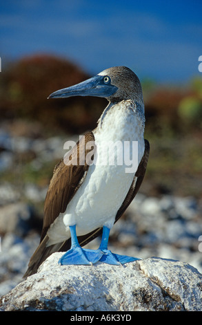 Blue footed Booby, Sula nebouxii Foto Stock