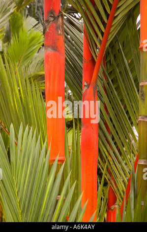 Il rossetto palm ceralacca palm Cyrtostachys renda stelo rosso tropicale pianta asiatica Foto Stock