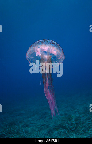 Medusa luminescente, Pelagia noctiluca, Elba Italia mare mediterraneo Foto Stock