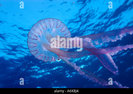 Medusa luminescente, Pelagia noctiluca, Elba Italia mare mediterraneo Foto Stock