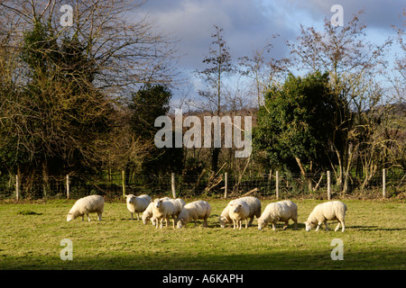 Gregge di pecore in un campo con un cielo invernale nel Kent, Regno Unito Foto Stock