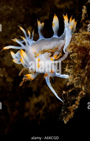 Giallo mare slug deposizione delle uova Foto Stock