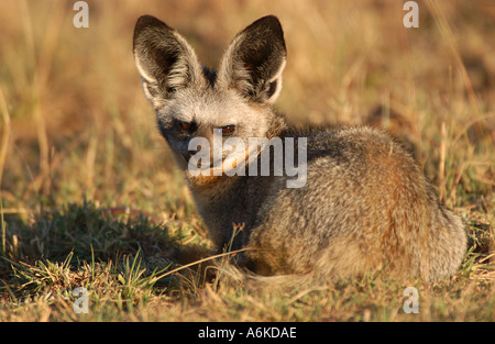 Bat eared Fox seduti sul suolo Masaii Mara Kenya Foto Stock