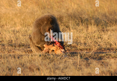 Maschio di babbuino Oliva mangiare piccoli impala Masaii Mara Kenya Foto Stock