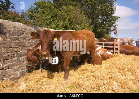 La Contea di dh mostrano KIRKWALL ORKNEY Pura razza polled shorthorn giovenca vacca letto di paglia pedigree di stallo bestiame regno unito Foto Stock