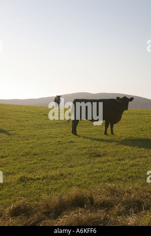 dh Aberdeen Angus bovini BESTIAME allevamento UK ANIMALI DA FATTORIA Black cow Silhouette sera scozzese fattoria campo crepuscolo Foto Stock