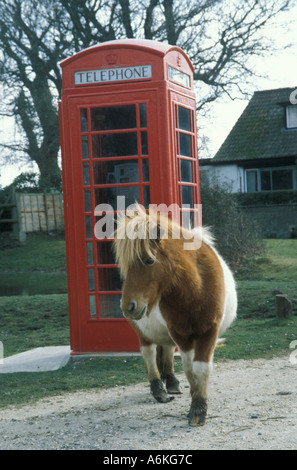 Un cavallo nella foresta di nuovo in piedi accanto a un telefono rosso box Foto Stock