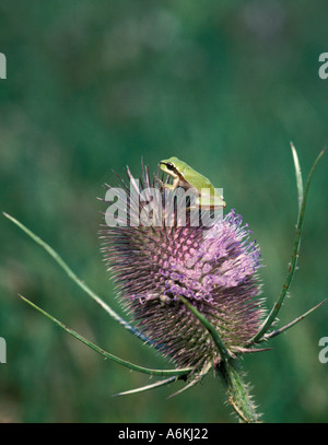 Stripless Raganella Hyla meridionalis REGNO UNITO Foto Stock