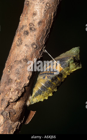 Coda forcuta Papilio machaon butterfly pupa crisalide Foto Stock