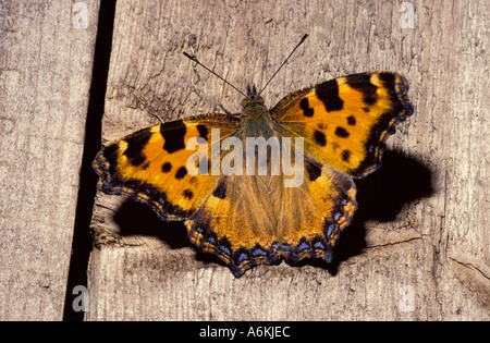 Grande Tartaruga Butterfly Nymphalis polychloros REGNO UNITO Foto Stock