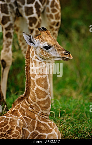 Giraffa Rothschild Giraffa camelopardalis rothschildi nove giorni di età baby Lake Nakuru National Park Kenya Dist Africa orientale Foto Stock