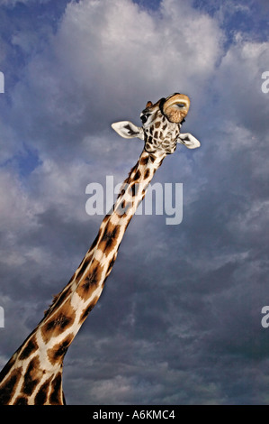 Giraffa Rothschild Giraffa camelopardalis rothschildi Ritratto di adulti con cielo tempestoso in Kenya in background Foto Stock