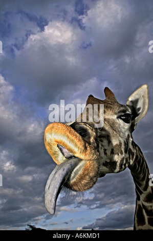 Giraffa Rothschild Giraffa camelopardalis rothschildi Ritratto di adulto e linguetta estesa con cielo tempestoso in Kenya in background Foto Stock