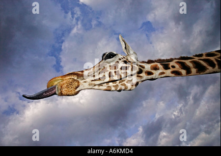 Giraffa Rothschild Giraffa camelopardalis rothschildi Ritratto di adulto e linguetta estesa con cielo tempestoso in Kenya in background Foto Stock