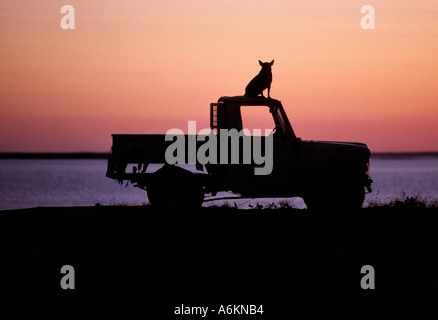 Cane sul tetto di un camion al tramonto, Australia Foto Stock