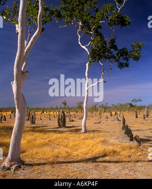 Termite tumuli e scattanti gengive sulla prateria di Savannah, , , Golfo di Savannah, Queensland, Australia, verticale Foto Stock