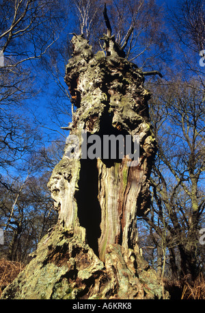 Vecchia Quercia Foresta di Sherwood Nottinghamshire in Inghilterra. Foto Stock