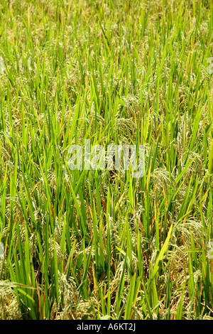 I campi di riso in Ubud, Bali, Indonesia Foto Stock