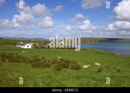 Dh Baia di Quoys HOY ORKNEY Campo pascolo di ovini spike rush sedge case Burra Suono e Graemsay isola Foto Stock