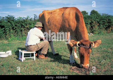 Mucca è munto a mano sulle Isole del Canale Foto Stock