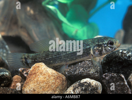 MARINE MINNOW FANGO Foto Stock