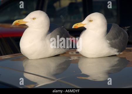 Due aringhe gabbiano, uccelli marini sul tetto di auto al porto di Whitby, North Yorkshire Regno Unito. Foto Stock