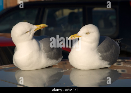 Due gabbiani reali presso British seaside resort. Foto Stock