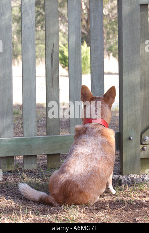 RED DOG BESTIAME CORGI BAPD TRASVERSALE1024 Foto Stock