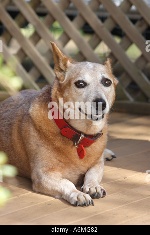 RED DOG BESTIAME CORGI BAPD TRASVERSALE1025 Foto Stock